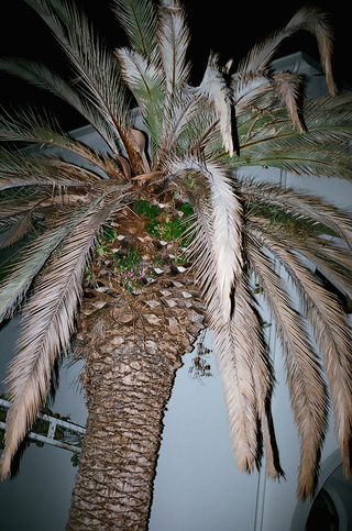 Palm Tree, Croatia